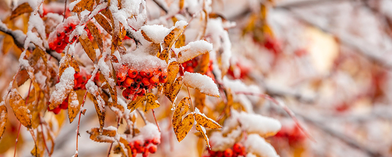 大雪节气的特点和风俗,二十四节气3.jpg,第1张